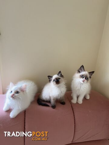 Purebred Ragdoll kittens