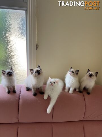 Purebred Ragdoll kittens