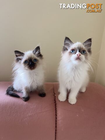 Purebred Ragdoll kittens