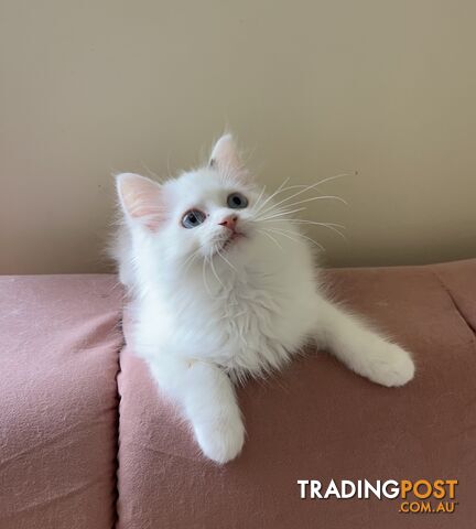 Purebred Ragdoll kittens