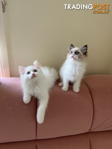 Purebred Ragdoll kittens