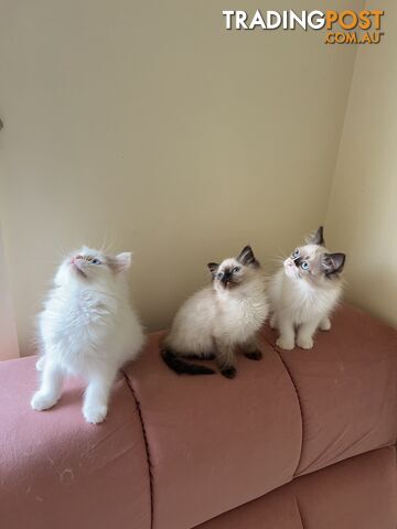 Purebred Ragdoll kittens