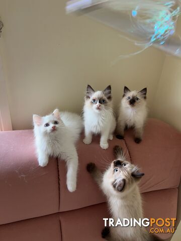 Purebred Ragdoll kittens