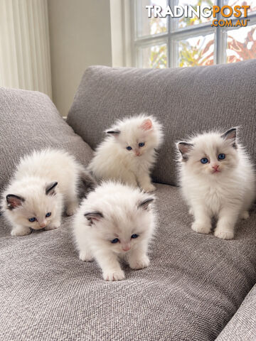 Cuddly & Affectionate Ragdoll Kitten
