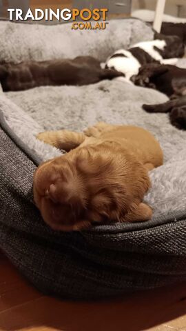 ADORABLE SPOODLE PUPPIES FOR SALE