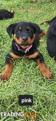 Rottweiler puppies