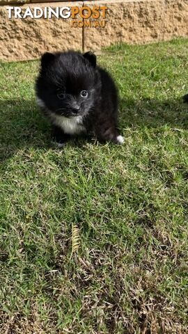 Pomeranian Puppies Purebred