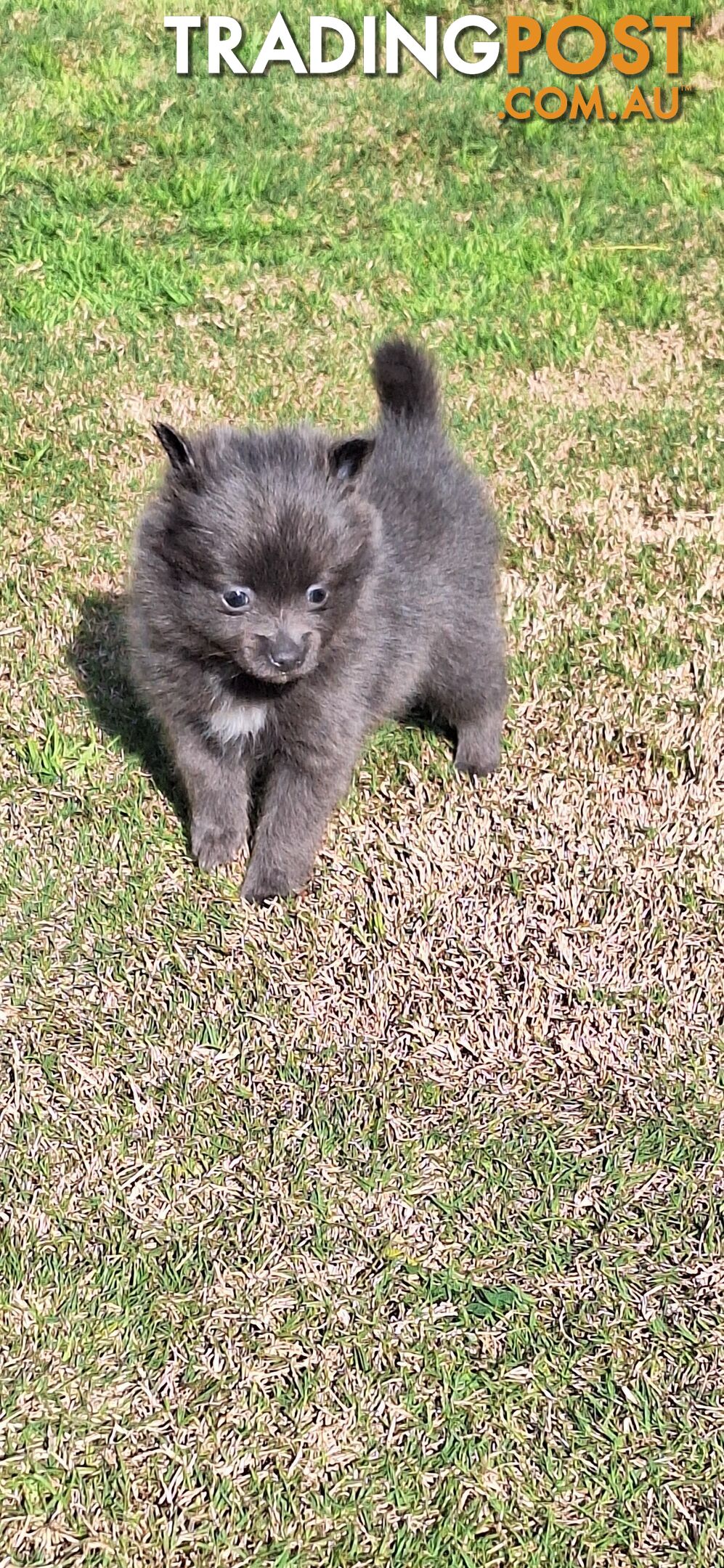 Pomeranian Puppies Purebred