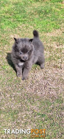 Pomeranian Puppies Purebred