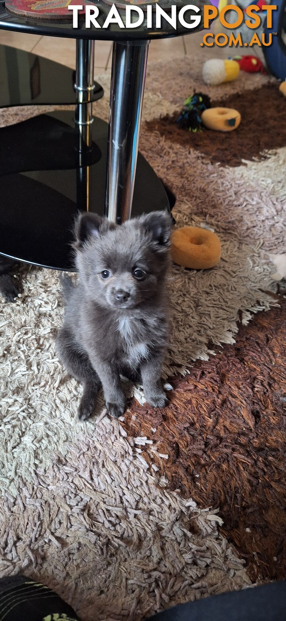 Pomeranian Puppies Purebred