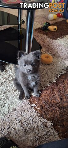 Pomeranian Puppies Purebred