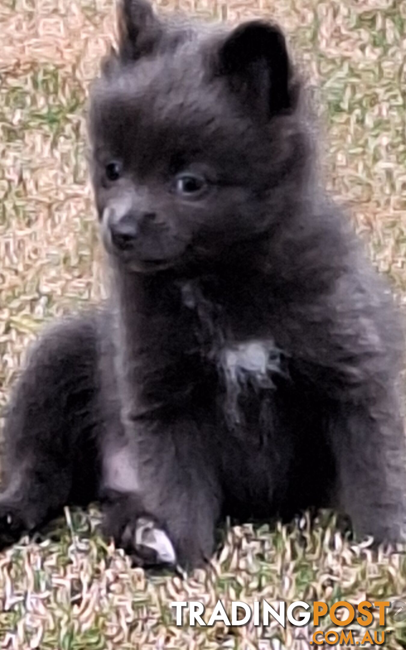 Pomeranian Puppies Purebred