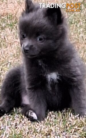 Pomeranian Puppies Purebred