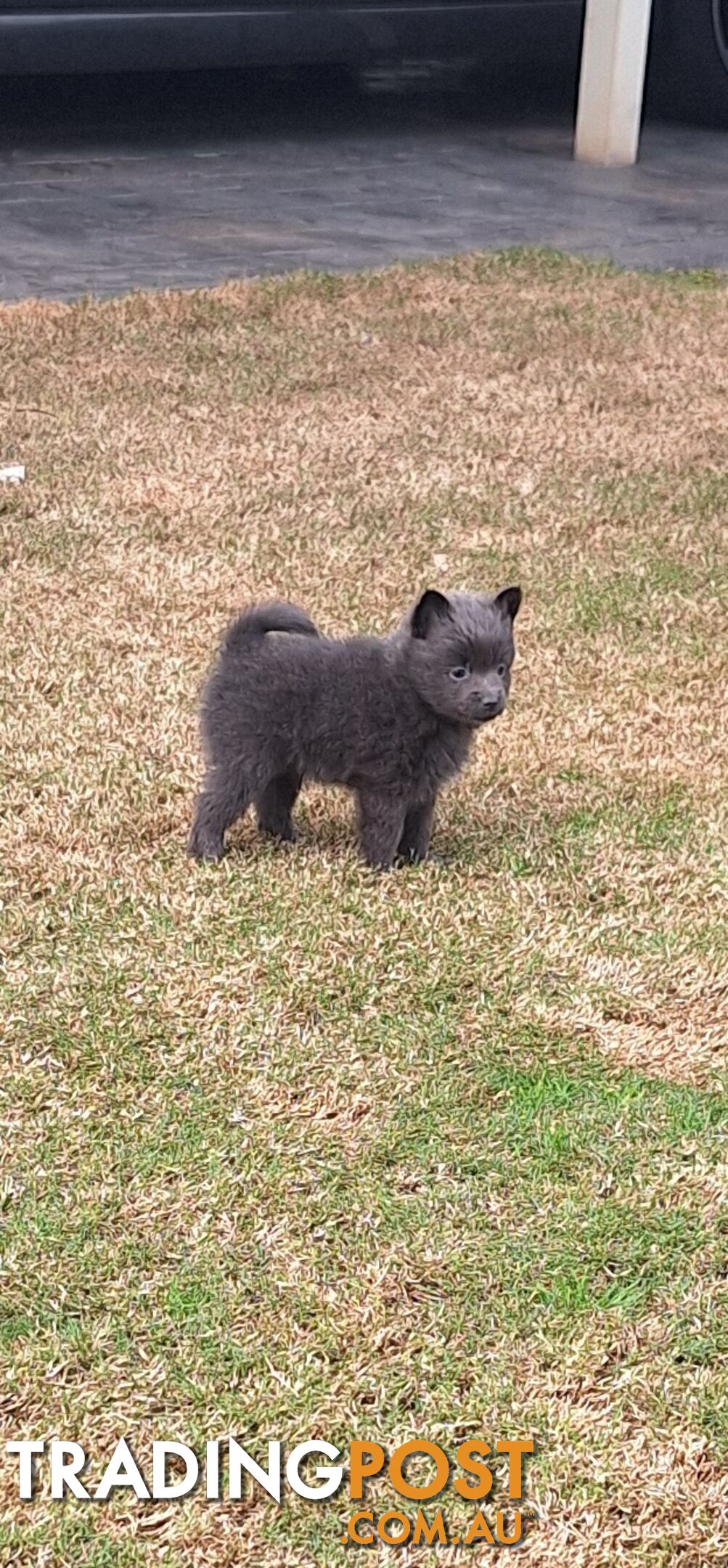 Pomeranian Puppies Purebred