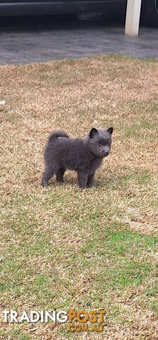 Pomeranian Puppies Purebred