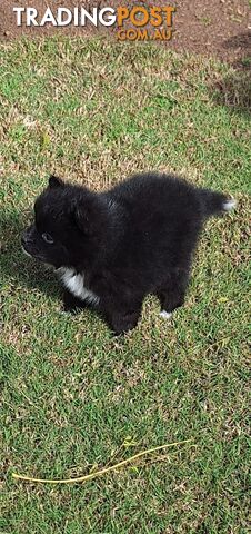 Pomeranian Puppies Purebred