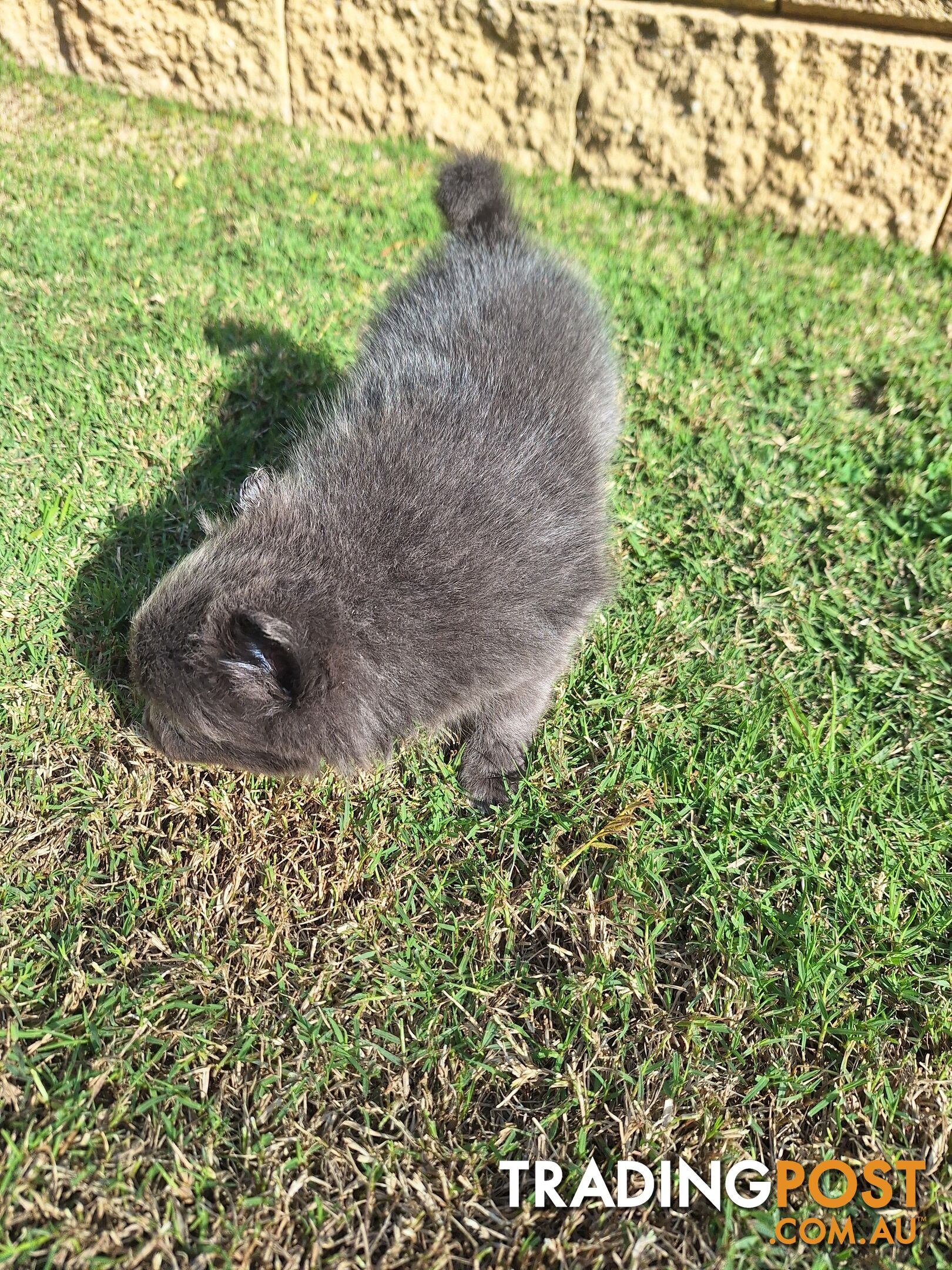 Pomeranian Puppies Purebred