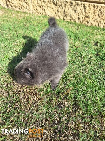 Pomeranian Puppies Purebred