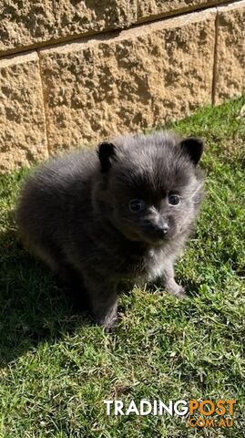 Pomeranian Puppies Purebred