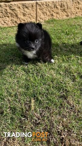 Pomeranian Puppies Purebred