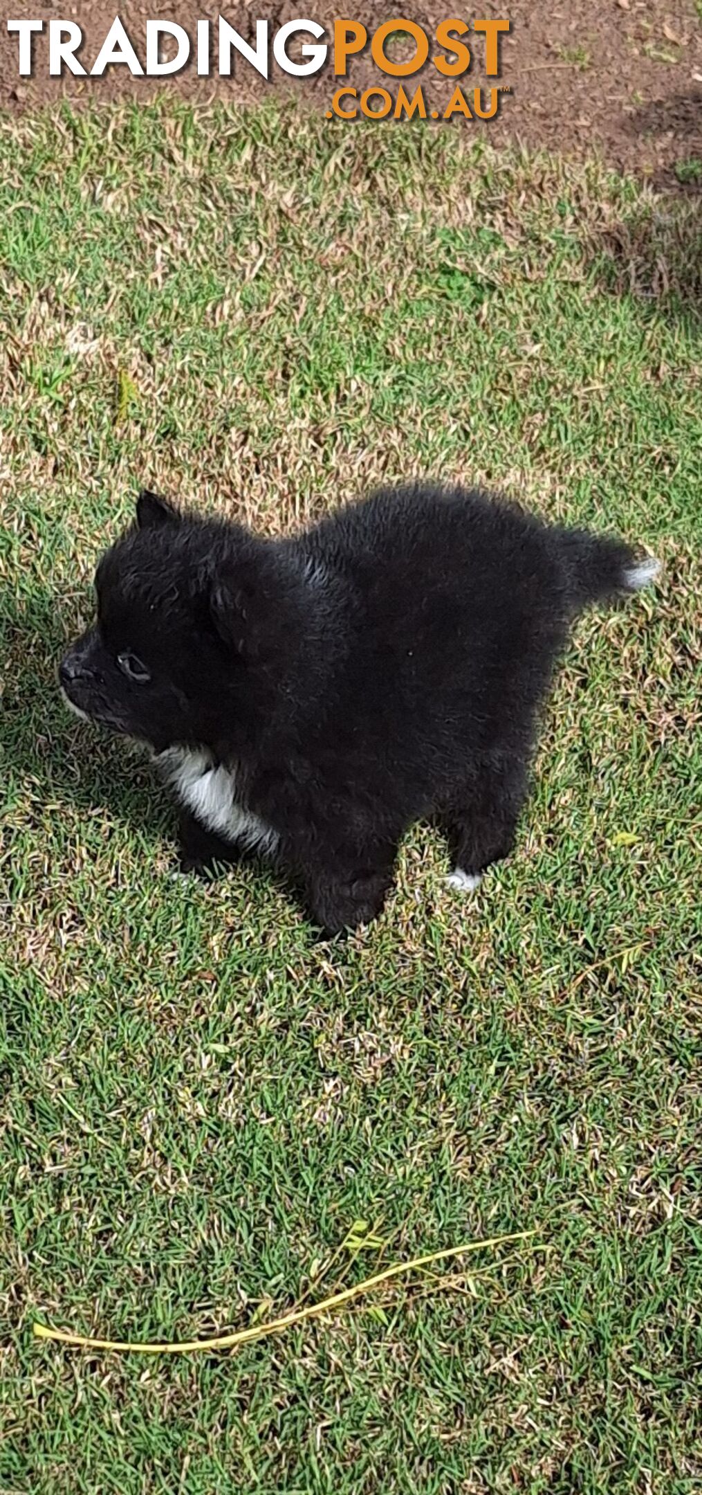 Pomeranian Puppies Purebred