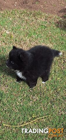 Pomeranian Puppies Purebred