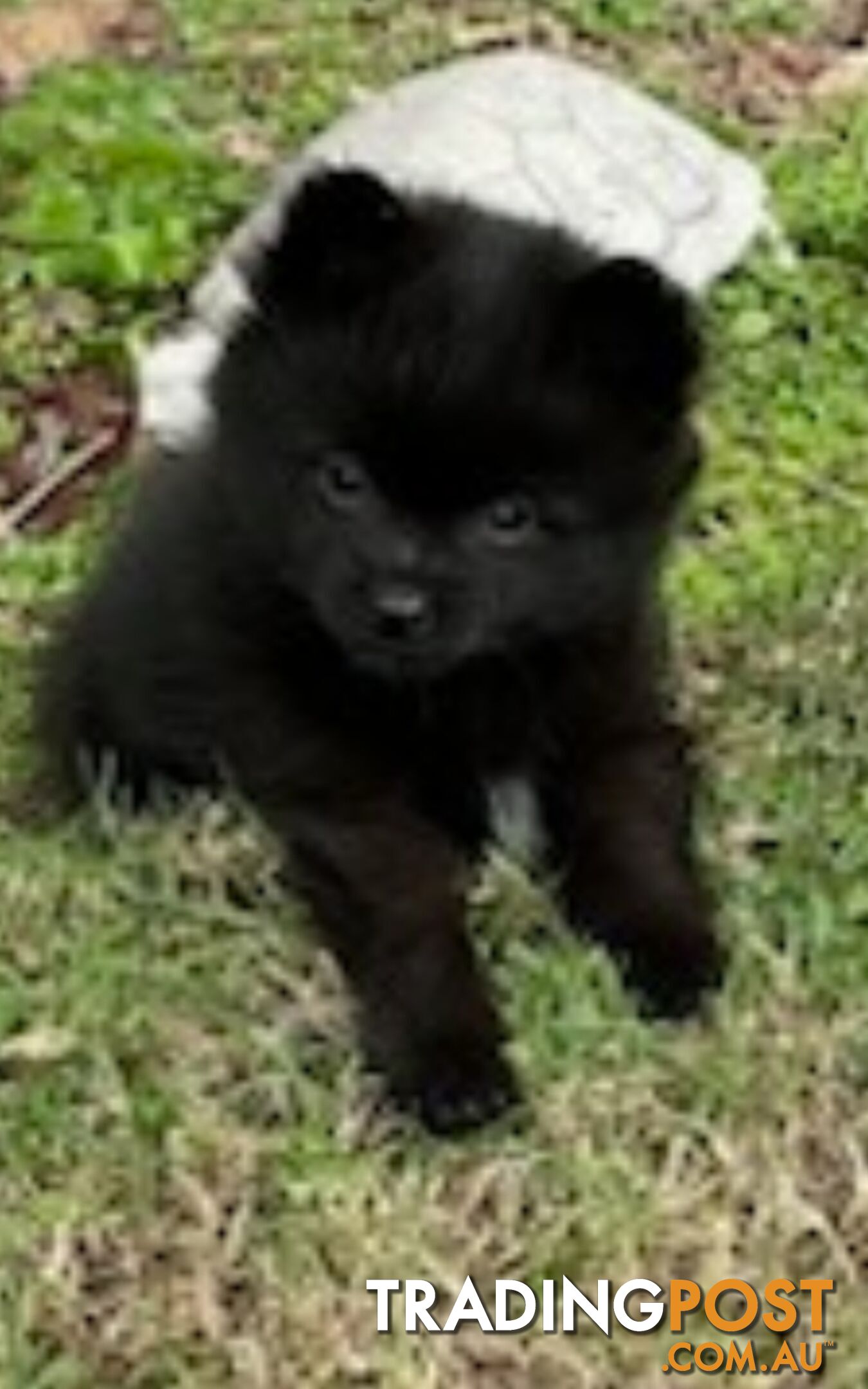 Pomeranian Puppies Purebred