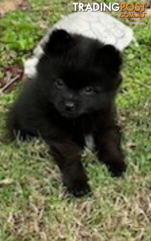 Pomeranian Puppies Purebred