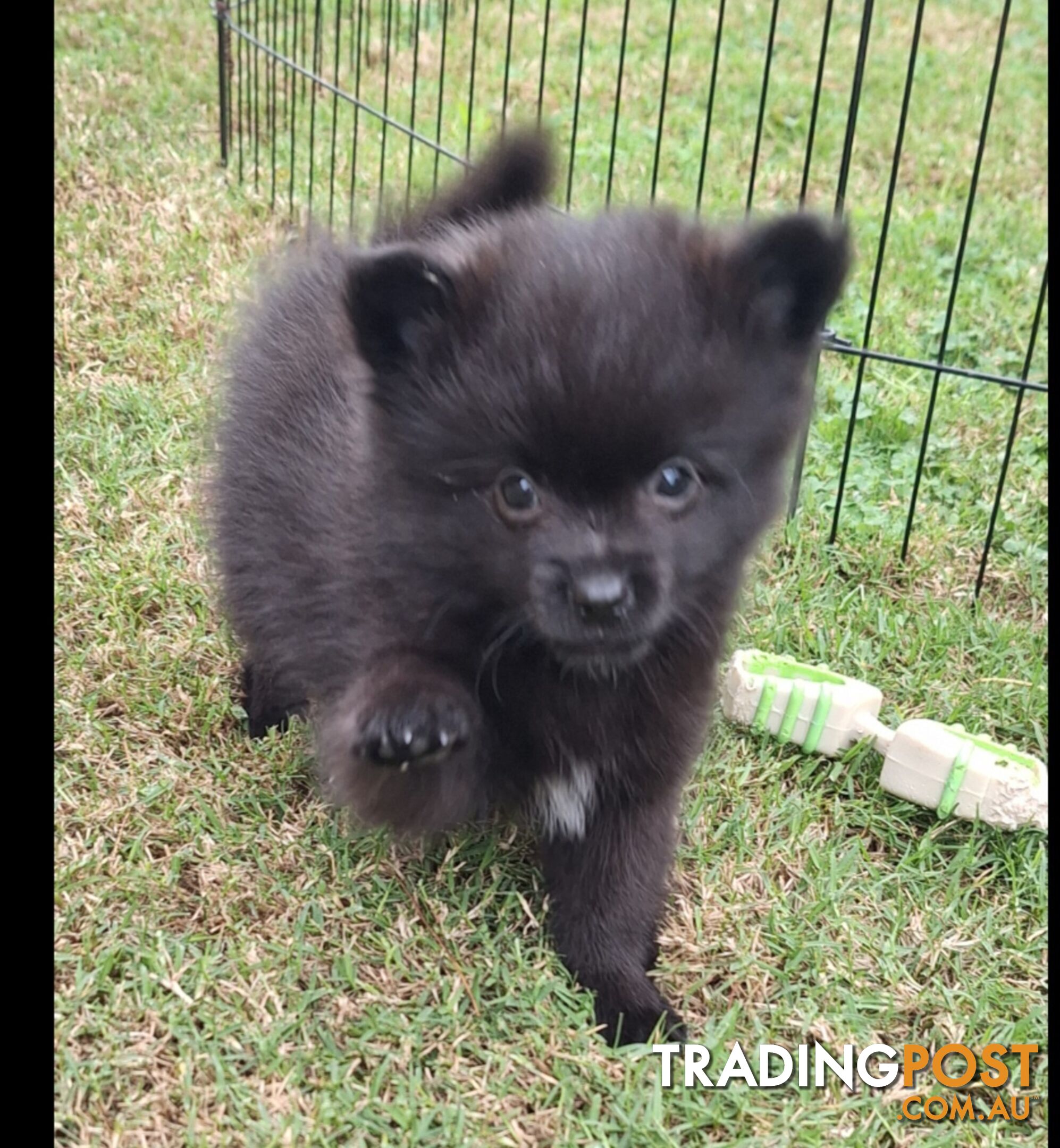 Pomeranian Puppies Purebred