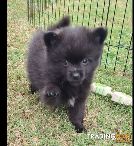 Pomeranian Puppies Purebred