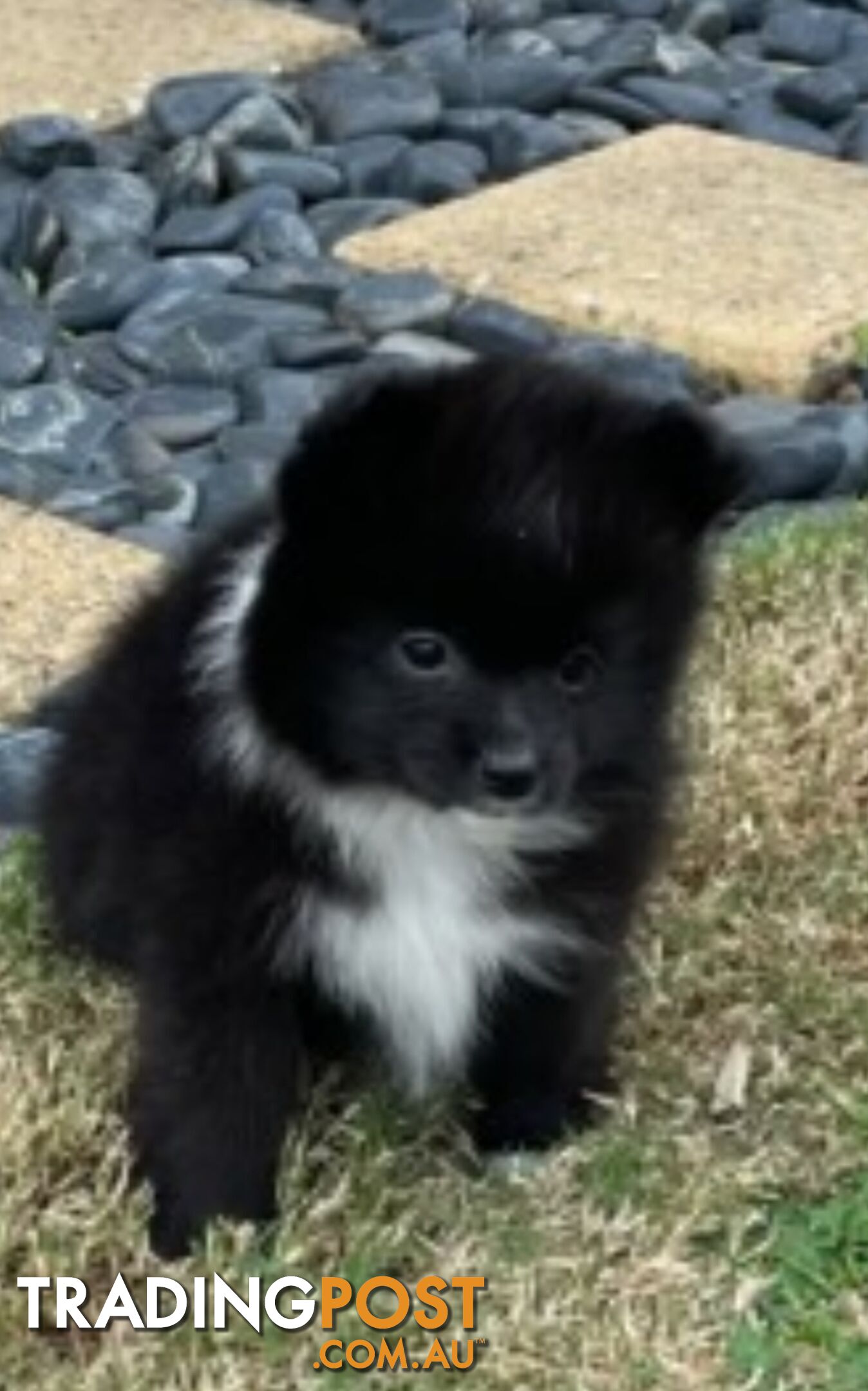 Pomeranian Puppies Purebred