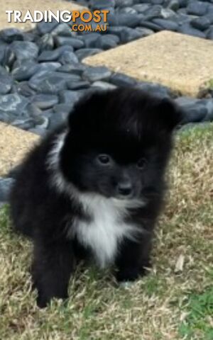 Pomeranian Puppies Purebred