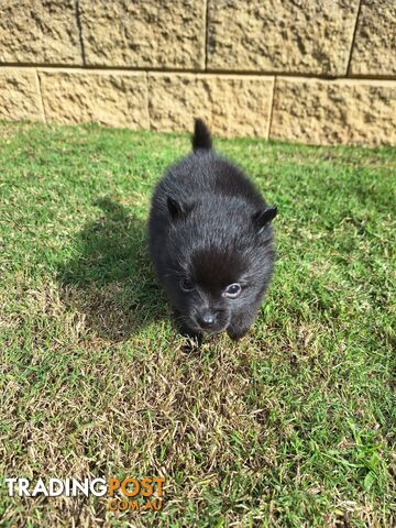 Pomeranian Puppies Purebred