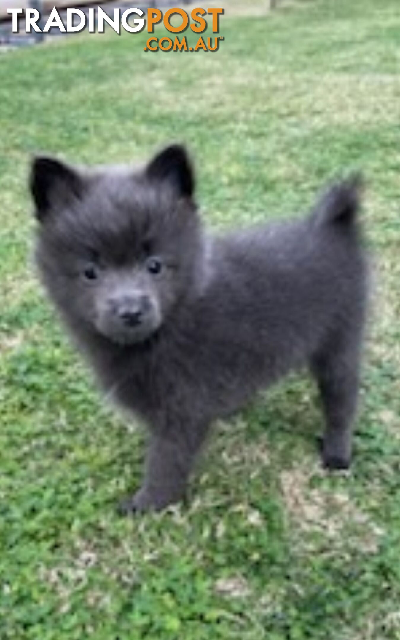 Pomeranian Puppies Purebred