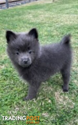 Pomeranian Puppies Purebred