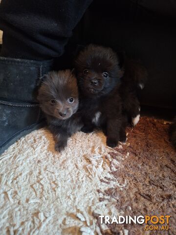 Pomeranian Puppies Purebred