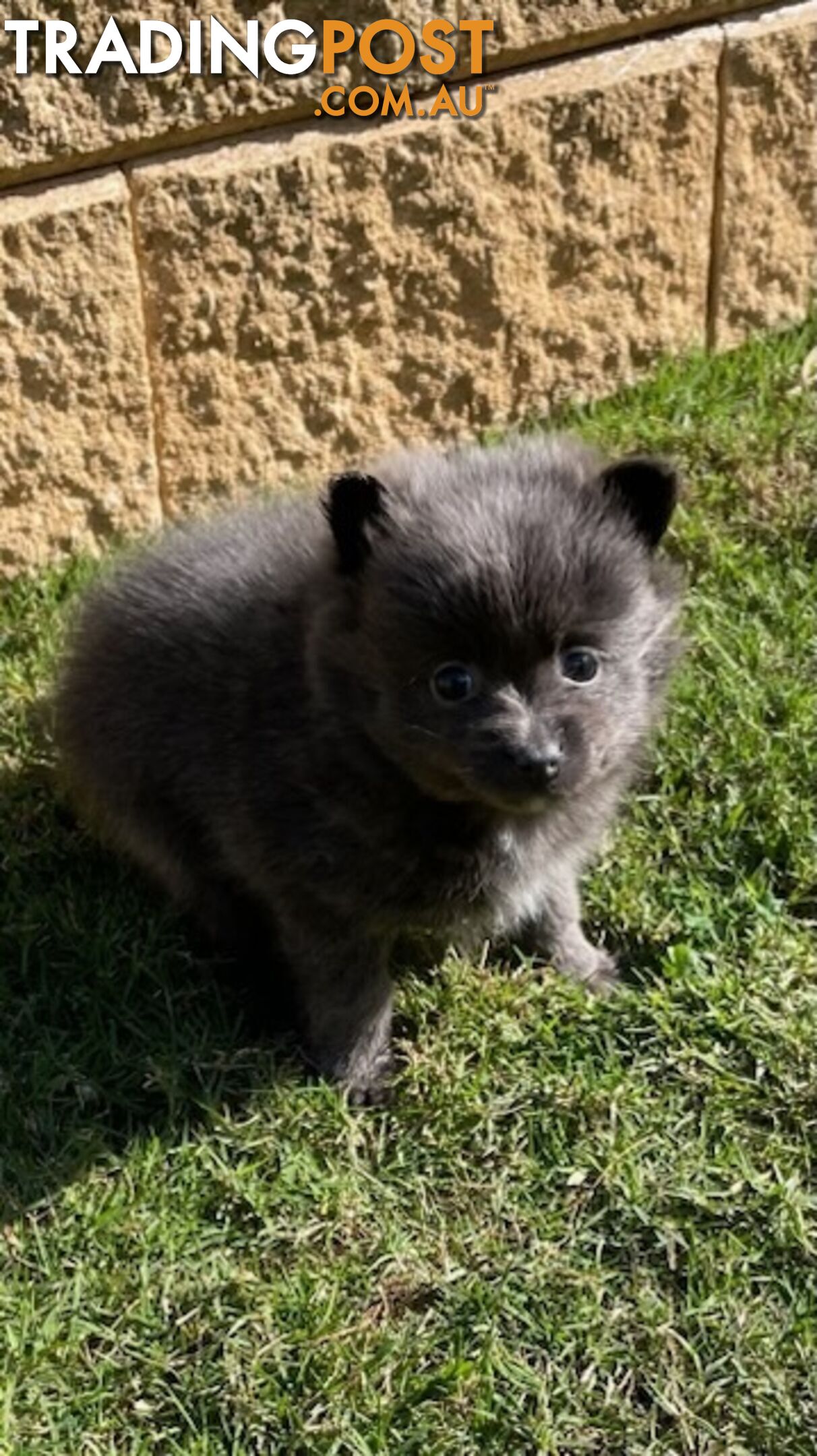 Pomeranian Puppies Purebred