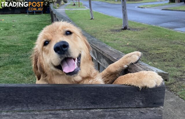 Pure Breed Golden Retriever 8 month old Puppy