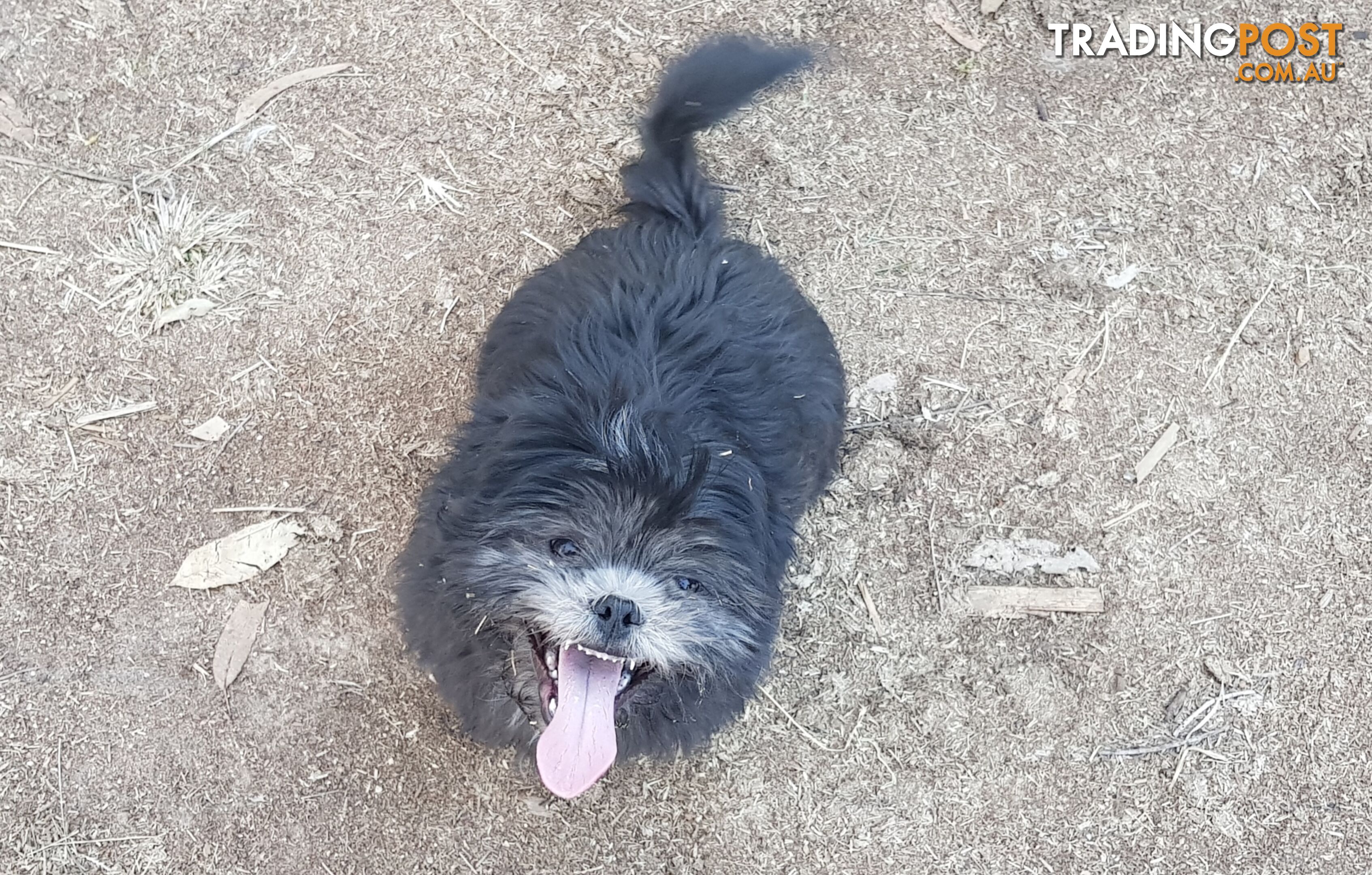 Non Shedding Shih Tzu puppy