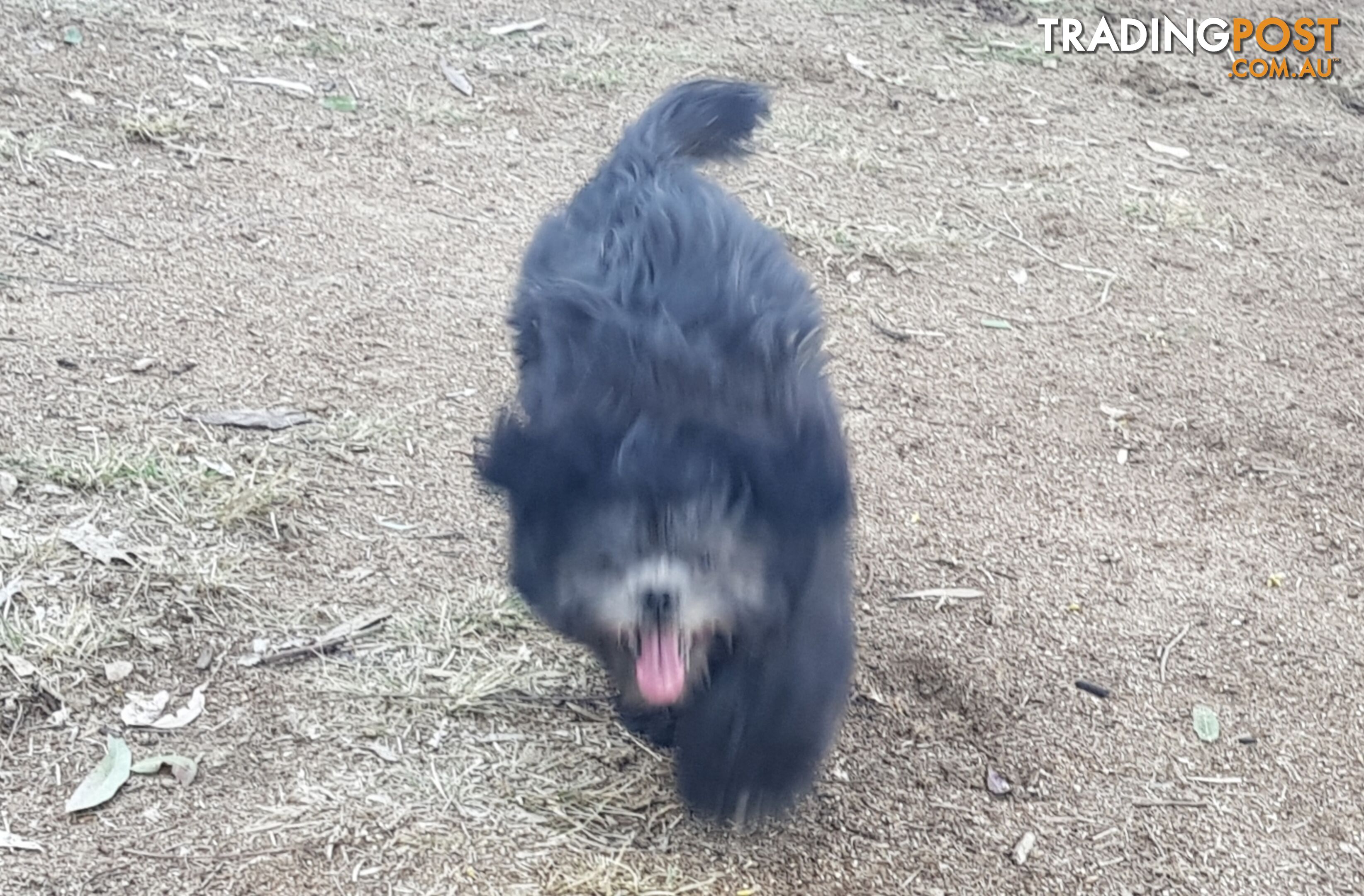 Non Shedding Shih Tzu puppy