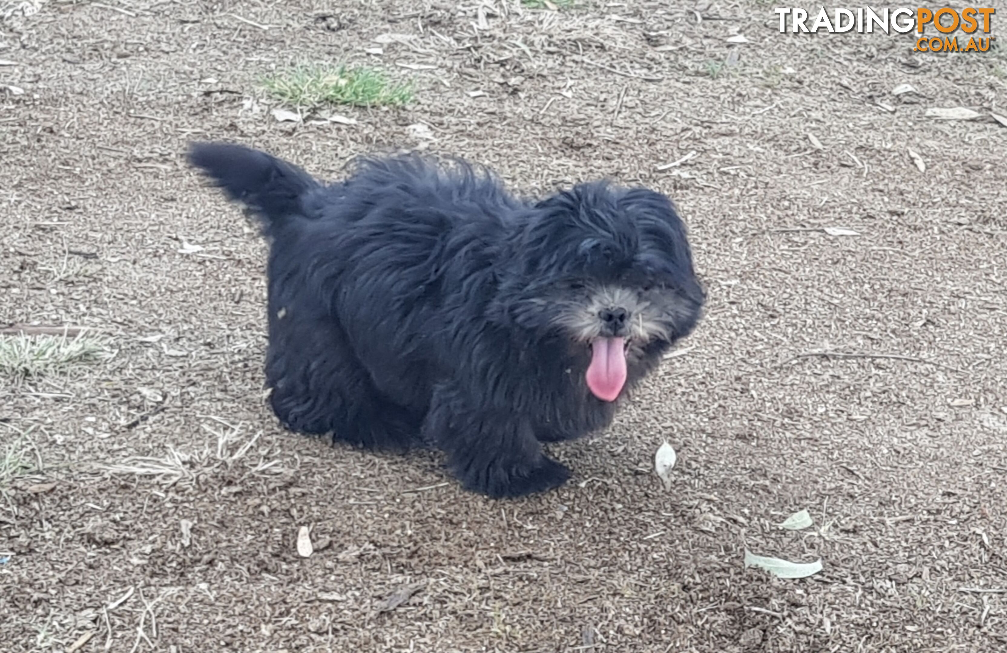 Non Shedding Shih Tzu puppy