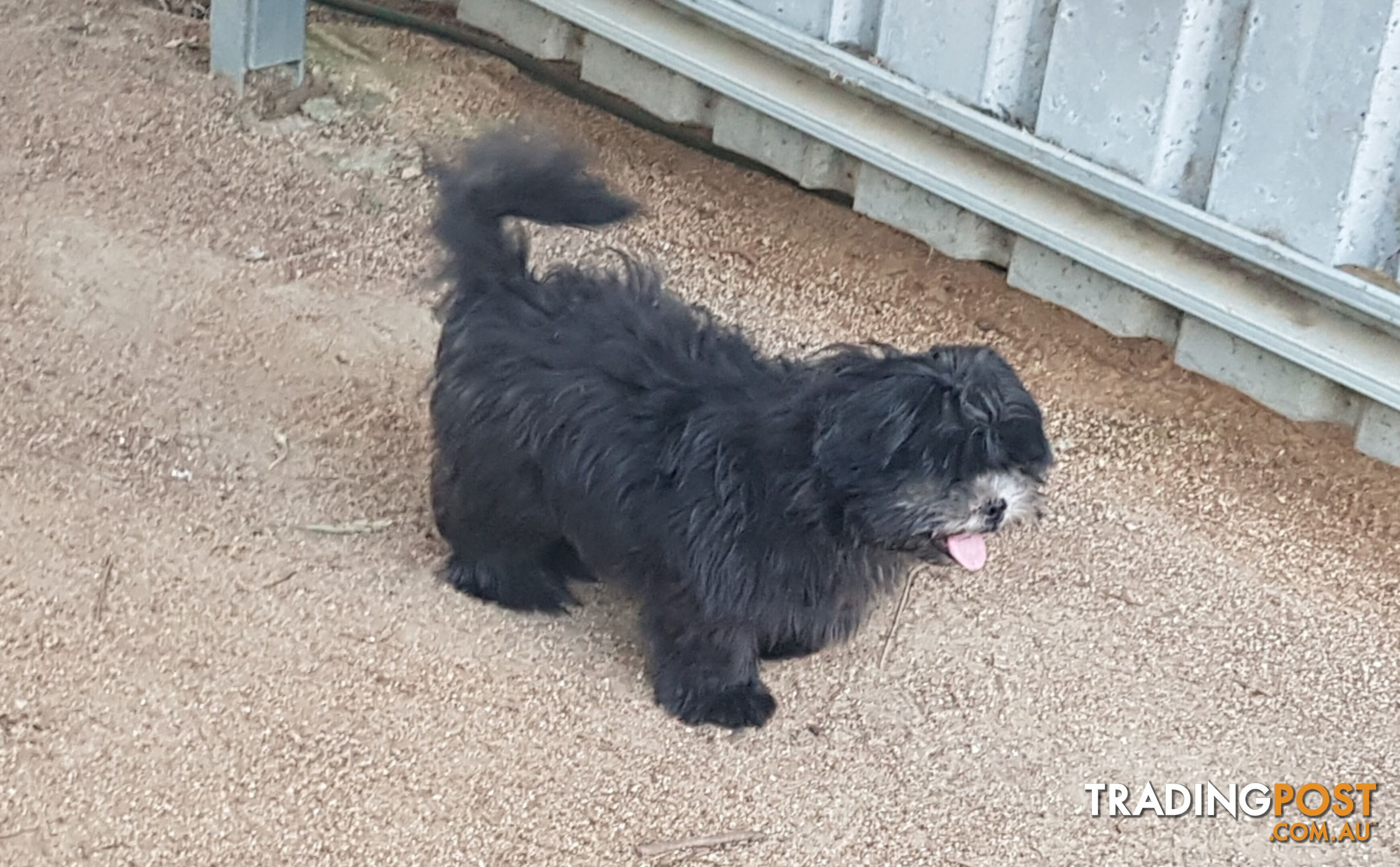 Non Shedding Shih Tzu puppy