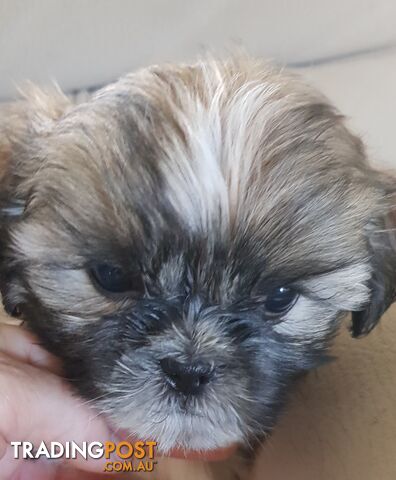 Non Shedding Shih Tzu puppies