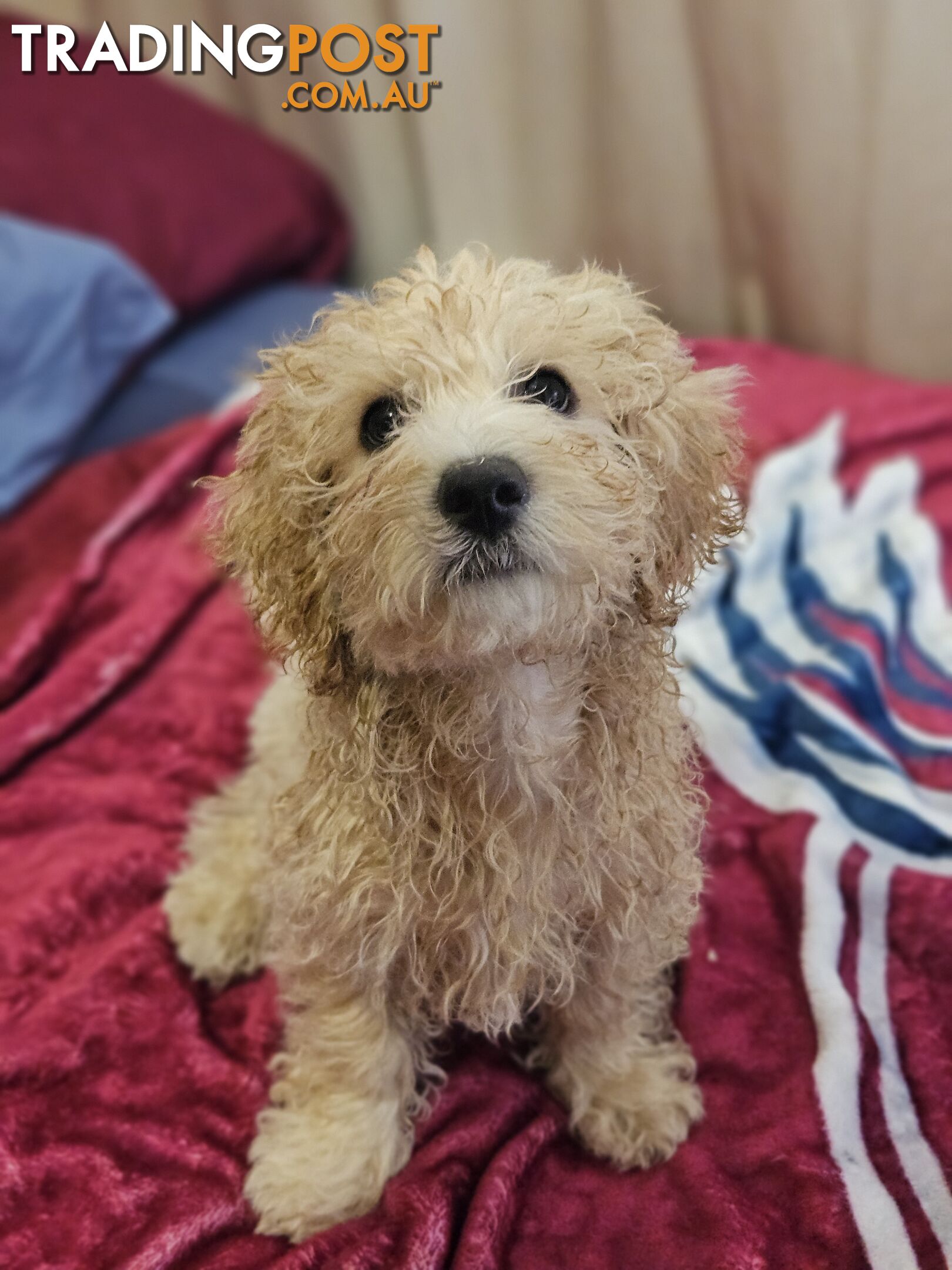 Maltipoo pups