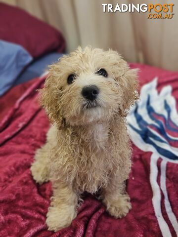 Maltipoo pups