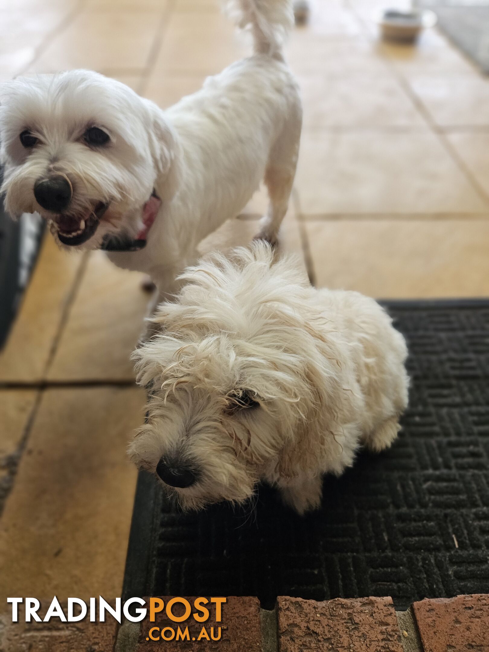 Maltipoo pups