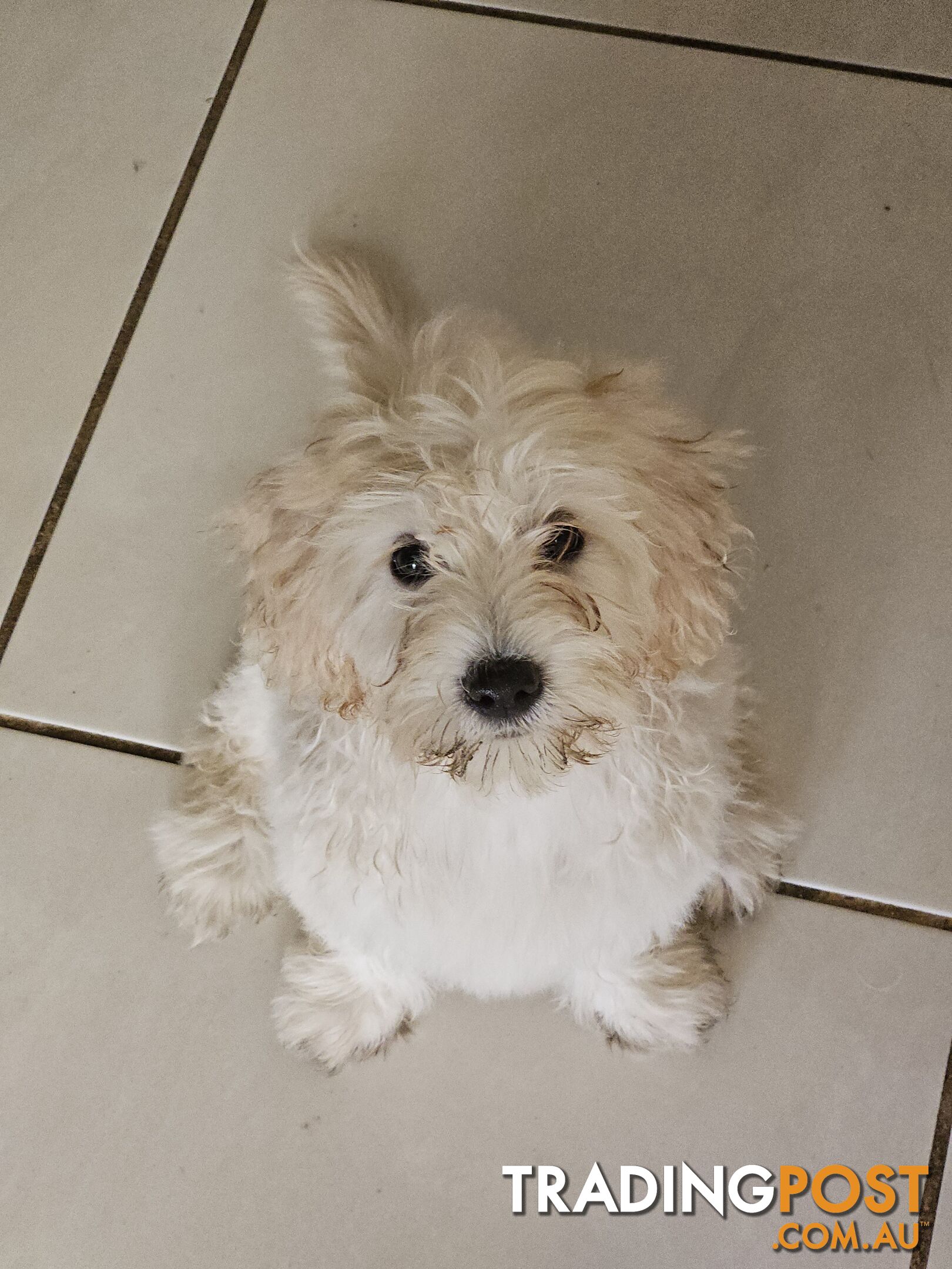 Maltipoo pups