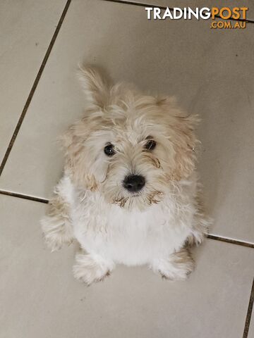 Maltipoo pups