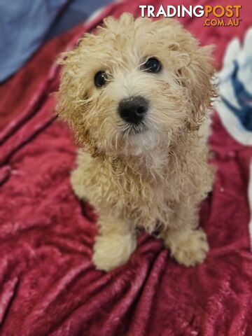 Maltipoo pups