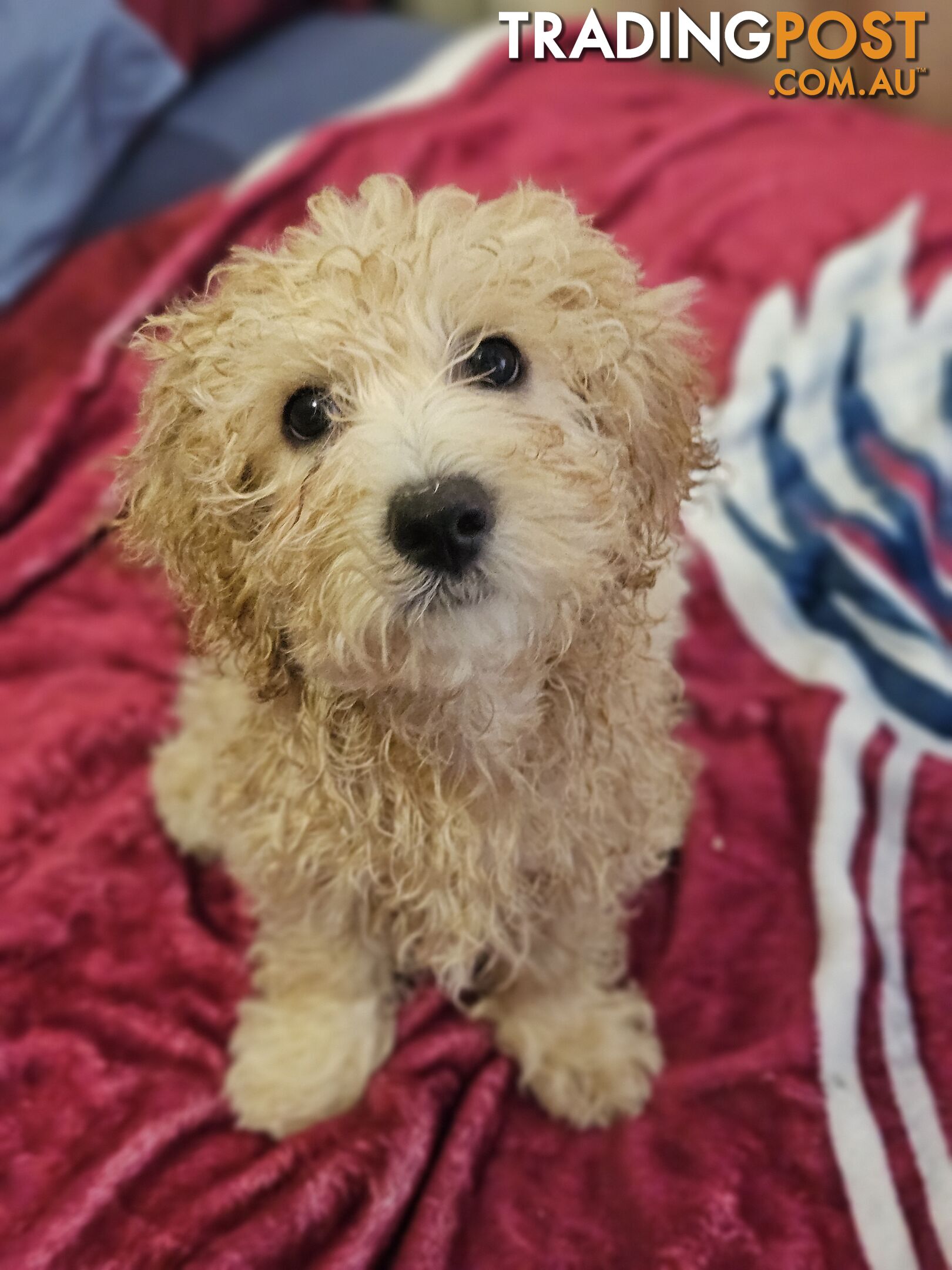 Maltipoo pups